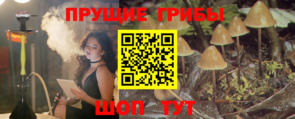 Псилоцибиновые грибы Psilocybe Новороссийск